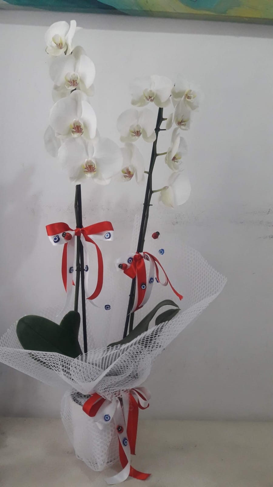 Beyaz iftli Orkide