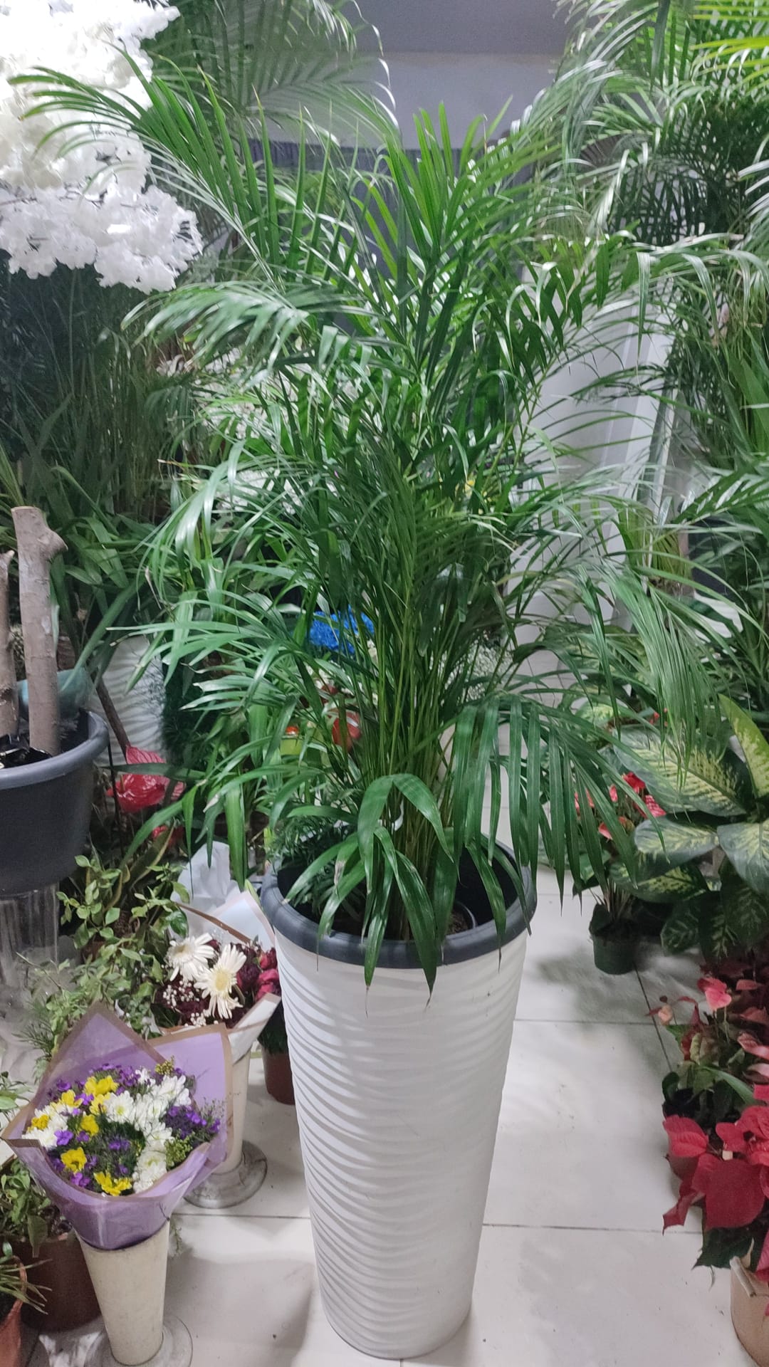 Palmiye Fuar Bitki Kiralama