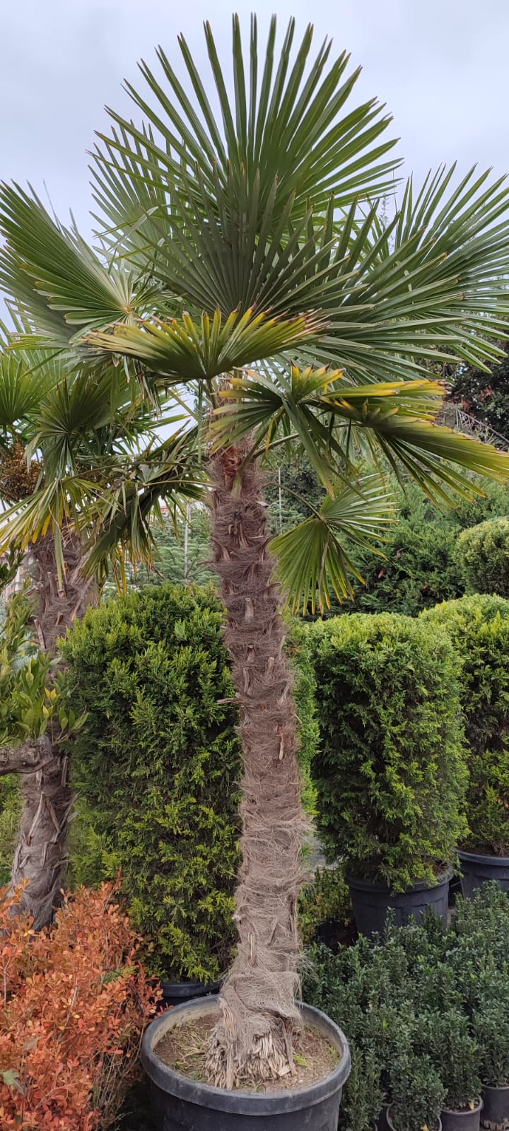 Palmiye Ağacı Kiralama