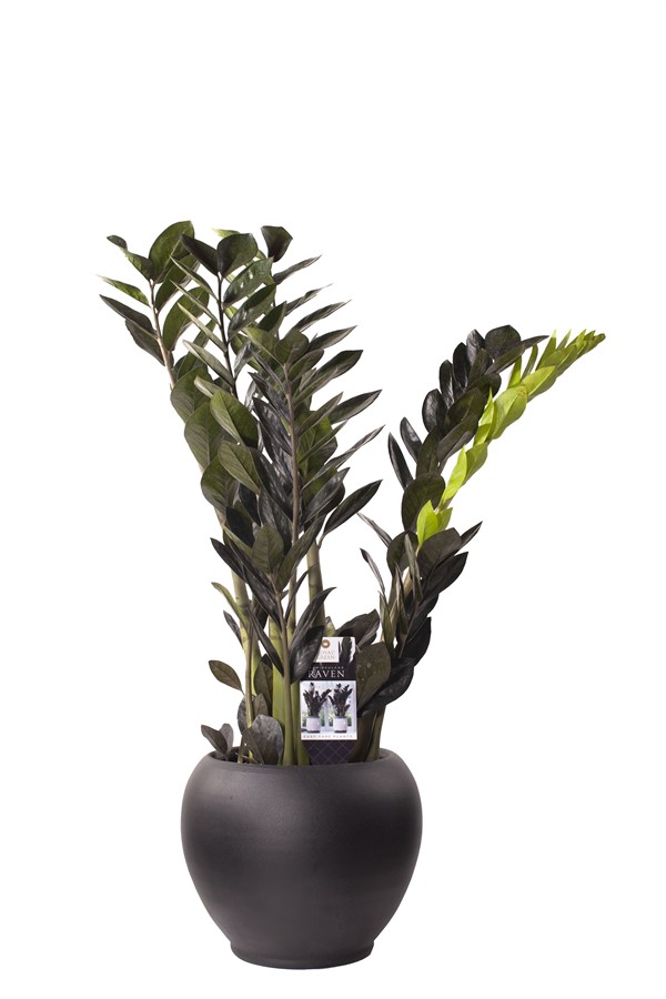 Zamia Bitkisi